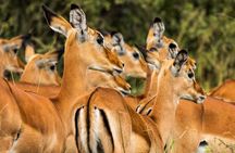 Arusha National Park Day Trip