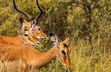 Arusha National Park Day Trip