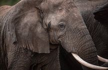 2-Day Akagera Wildlife Safari & Sunset Boat Cruise