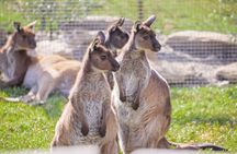 Sydney: Blue Mountains, Zoo Koala Photo & Scenic World