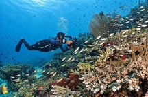 Scuba Diving Menjangan Island