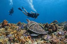 Scuba Diving Menjangan Island