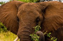 4 Days Tanzania Safari Private Tour