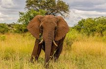 4 Days Tanzania Safari Private Tour