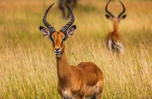 4 Days Tanzania Safari Private Tour