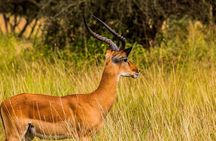 4 Days Tanzania Safari Private Tour