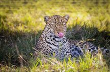 Half Day Nairobi National Park Safari with Free pickup & drop-off
