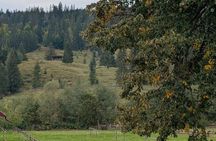 Bucovina Experience: Steam Train, Egg Museum, Monastery