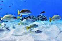 3 Zipline Adventure and 3.5 hour Afternoon Snorkel Cruise