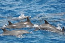 Hurghada 3-in-1 Sea Trip Dolphin, Island, 2Snorkel & Lunch&Drinks