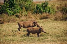 3 Days Midrange Group Tanzania Safari Serengeti and Ngorongoro