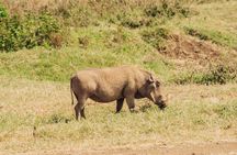 3 Days Midrange Group Tanzania Safari Serengeti and Ngorongoro