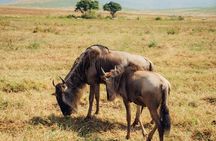 3 Days Midrange Group Tanzania Safari Serengeti and Ngorongoro