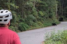 Explore Asheville on E Bike