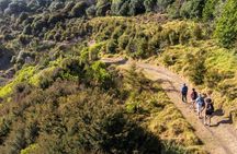 Waiheke Island Vineyards and Bush Walk