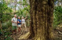 Waiheke Island Bush & Beach Walk