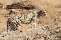 Full Day Lake Nakuru National Park Tour