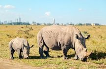 Full Day Lake Nakuru National Park Tour
