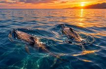 Sunrise and Sunset Dolphin Snorkeling and Fishing