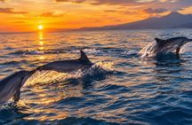 Sunrise and Sunset Dolphin Snorkeling and Fishing