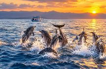 Sunrise and Sunset Dolphin Snorkeling and Fishing