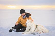 Dogsledding Husky Ride in Iceland, nearby Reykjavik