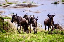 4days Ndutu Big Cats & Calving Season Safari