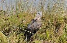 2 Day Lake Mburo National Park Safari and Shoebill Tracking