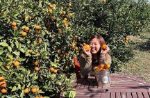 Jeju UNESCO West South and East Highlights 2 Days Combo Tour