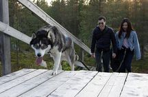 A Husky Walk To Remember In Lapland