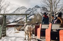 30 Minute Shared Winter Sleigh Ride Experience in Kananaskis