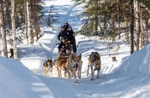 Sled Dog Ride and Scenic Drive from Anchorage