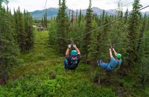Denali Park Zipline Adventure: Denali's Highest Rated Zip Tour!