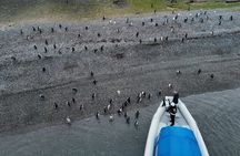 Full Day Almanza and Beagle Channel: A Unique Encounter with Penguins