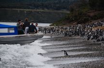 Full Day Almanza and Beagle Channel: A Unique Encounter with Penguins