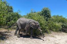 Mosi-oa-Tunya National Park Safari Game Drive and Rhino Walk