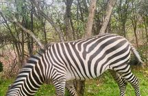 Mosi-oa-Tunya National Park Safari Game Drive and Rhino Walk