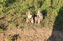 Mikumi day trip safari from Zanzibar