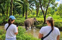 Khao Lak Elephant Sanctuary Small-Group Guided Tour