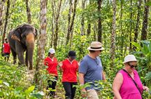 Khao Lak Elephant Sanctuary Small-Group Guided Tour