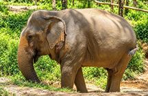 Khao Lak Elephant Sanctuary Small-Group Guided Tour