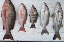 Damas Island Mangrove Fishing Tour from Manuel Antonio