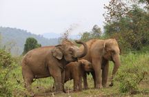 Premium Half-Day Ethical Elephant Care Experience Max 9 Guests