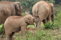 Premium Half-Day Ethical Elephant Care Experience Max 9 Guests