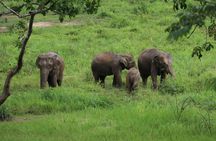 Premium Half-Day Ethical Elephant Care Experience Max 9 Guests