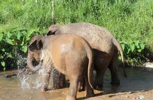 Premium Half-Day Ethical Elephant Care Experience Max 9 Guests