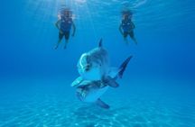 Dolphin Encounter in Cabo with Transportation Included