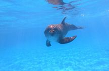 Dolphin Encounter in Cabo with Transportation Included