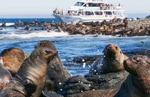 Phillip Island Wildlife and Penguin Tour with Cruise Option