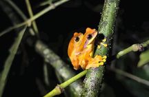 Tapir Valley Night Walk from Papagayo: Wildlife, Frogs and Dinner